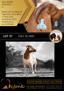 1+1X BOER GOAT FLOCK DOE SHONGOLOLO BOERBOK STOET 1563