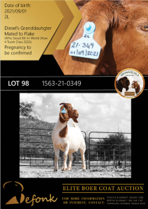 1X BOER GOAT FLOCK - COLOUR DOE SHONGOLOLO BOERBOK STOET 1563