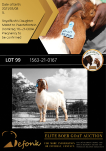 WITHDRAWN - 1X BOER GOAT DOE SHONGOLOLO BOERBOK STOET 1563