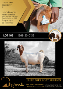 1X BOER GOAT FLOCK DOE SHONGOLOLO BOERBOK STOET 1563