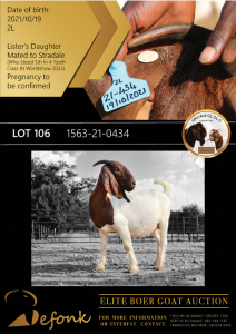 1X BOER GOAT FLOCK DOE SHONGOLOLO BOERBOK STOET 1563