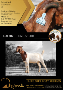 1X BOER GOAT FLOCK DOE SHONGOLOLO BOERBOK STOET 1563