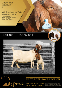 1+1X BOER GOAT FLOCK DOE SHONGOLOLO BOERBOK STOET 1563