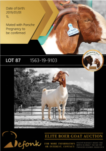 1X BOER GOAT FLOCK DOE SHONGOLOLO BOERBOK STOET 1563