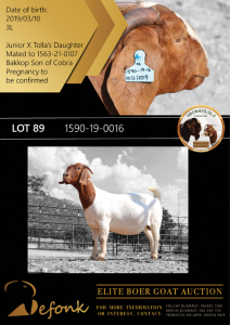 1X BOER GOAT FLOCK - COLOUR DOE SHONGOLOLO BOERBOK STOET 1563