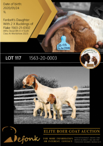 1+2X BOER GOAT FLOCK DOE SHONGOLOLO BOERBOK STOET 1563