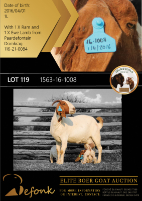 1+2X BOER GOAT FLOCK DOE SHONGOLOLO BOERBOK STOET 1563