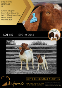 1+1X BOER GOAT FLOCK DOE SHONGOLOLO BOERBOK STOET 1563