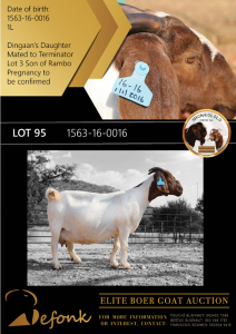 1X BOER GOAT FLOCK DOE SHONGOLOLO BOERBOK STOET 1563