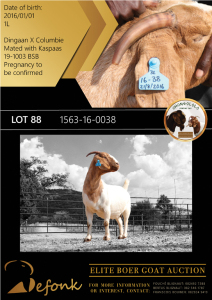 1X BOER GOAT FLOCK - COLOUR DOE SHONGOLOLO BOERBOK STOET 1563