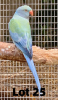 0-1 '20 Ringneck: Dark TurquoiseBlue Opaline?/cleartail - Johan Herbst