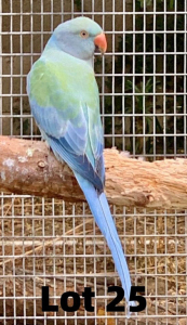 0-1 '20 Ringneck: Dark TurquoiseBlue Opaline?/cleartail - Johan Herbst