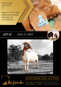 1X BOER GOAT STUD DOE SHONGOLOLO BOERBOK STOET 1563