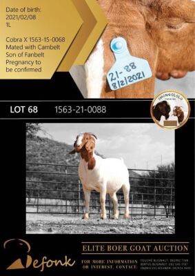 1X BOER GOAT FLOCK - TEET DOE SHONGOLOLO BOERBOK STOET 1563