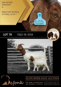 1+1X BOER GOAT FLOCK DOE SHONGOLOLO BOERBOK STOET 1563