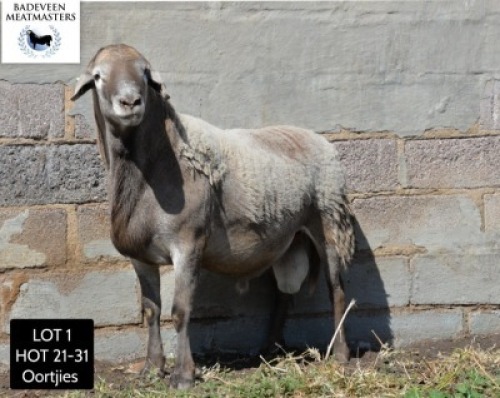 LOT 1 1X MEATMASTER RAM BADEVEEN TRUST