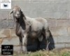 LOT 1 1X MEATMASTER RAM BADEVEEN TRUST