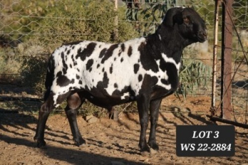 LOT 3 1X MEATMASTER RAM WILGERBOOM