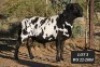 LOT 3 1X MEATMASTER RAM WILGERBOOM