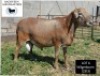 LOT 6 1X MEATMASTER RAM BADEVEEN TRUST