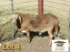 LOT 4 1X MEATMASTER RAM AUCAMP BOERDERY