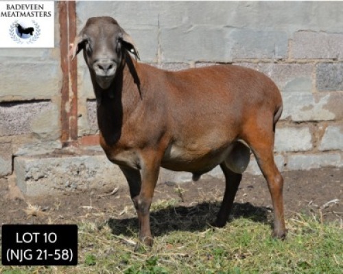 LOT 10 1X MEATMASTER RAM BADEVEEN TRUST