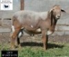 LOT 9 1X MEATMASTER RAM BADEVEEN TRUST