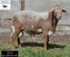 LOT 9 1X MEATMASTER RAM BADEVEEN TRUST - 2