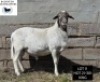 LOT 11 1X MEATMASTER RAM BADEVEEN TRUST