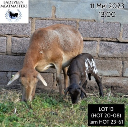 LOT 13 1+1X MEATMASTER OOI/EWE BADEVEEN TRUST