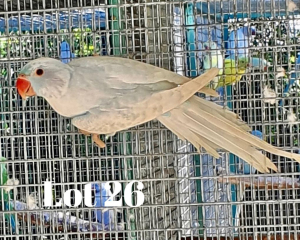 1-0 '20 Ringneck: Blue Dom.Pied ADM.Pied - Johan Herbst