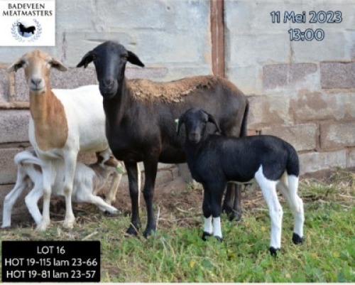 LOT 16A 1+1X MEATMASTER OOI/EWE BADEVEEN TRUST