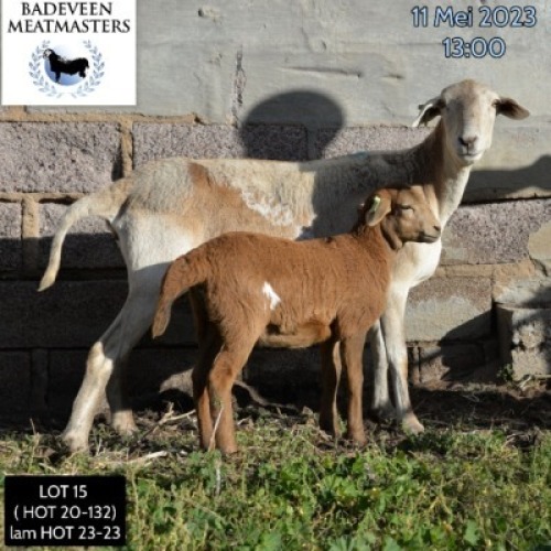 LOT 15 1+1X MEATMASTER OOI/EWE BADEVEEN TRUST