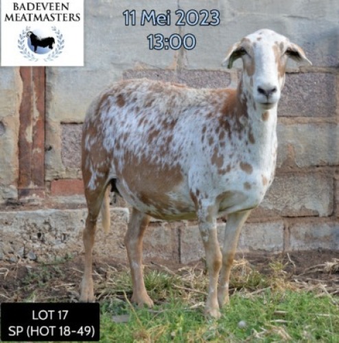 LOT 17 1X MEATMASTER OOI/EWE BADEVEEN TRUST