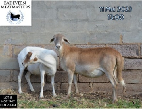 LOT 18A 1X MEATMASTER OOI/EWE BADEVEEN TRUST