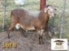 LOT 8 1X MEATMASTER RAM AUCAMP BOERDERY