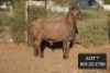 LOT 7 1X MEATMASTER RAM WILGERBOOM