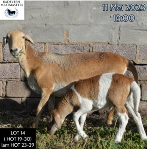 LOT 14 1+1X MEATMASTER OOI/EWE BADEVEEN TRUST