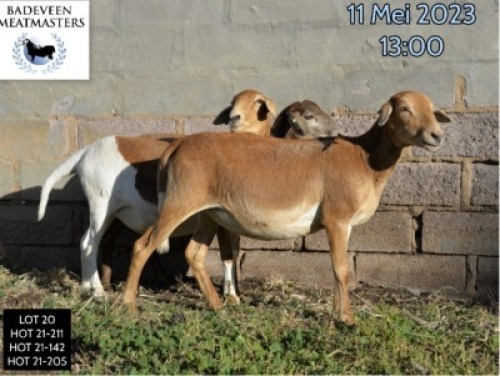 LOT 20A 1X MEATMASTER OOI/EWE BADEVEEN TRUST