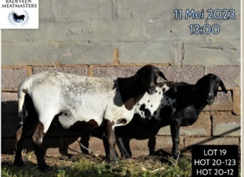 LOT 19B 1X MEATMASTER OOI/EWE BADEVEEN TRUST