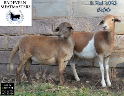 LOT 24B 1X MEATMASTER OOI/EWE BADEVEEN TRUST