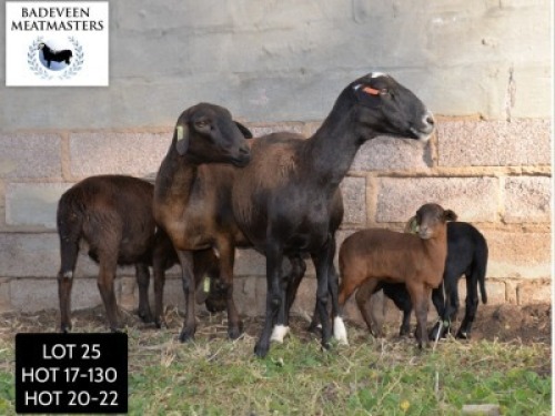 LOT 25 2+3X MEATMASTER OOI/EWE BADEVEEN TRUST (PAY PER PIECE TO TAKE ALL)