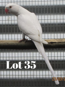 0-1 '20 Ringneck: Dom.Pied Blue ADM.Pied Cinnamon - Stiaan von Wielligh