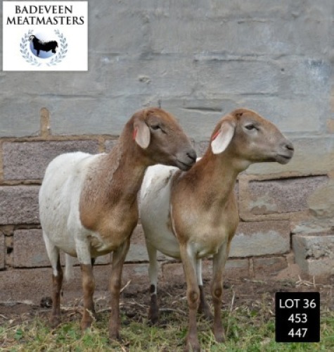 LOT 36 2X MEATMASTER OOI/EWE BADEVEEN TRUST (PAY PER PIECE TO TAKE ALL)