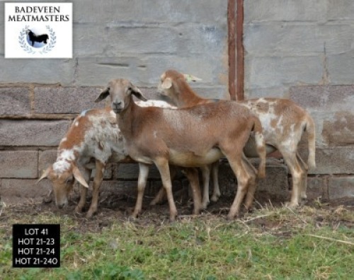 LOT 41 3X MEATMASTER OOI/EWE BADEVEEN TRUST (PAY PER PIECE TO TAKE ALL)