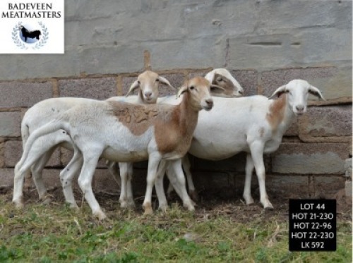 LOT 44 4X MEATMASTER OOI/EWE BADEVEEN TRUST (PAY PER PIECE TO TAKE ALL)