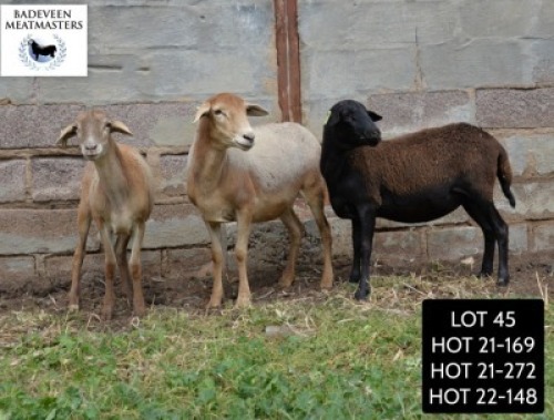 LOT 45 3X MEATMASTER OOI/EWE BADEVEEN TRUST (PAY PER PIECE TO TAKE ALL)