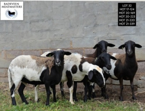 LOT 32 5X MEATMASTER OOI/EWE BADEVEEN TRUST (PAY PER PIECE TO TAKE ALL)