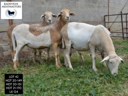 LOT 42 4X MEATMASTER OOI/EWE BADEVEEN TRUST (PAY PER PIECE TO TAKE ALL)