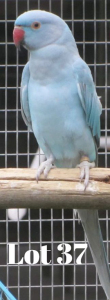 1-0 '20 Ringneck: Blue/dunn.fallow/opaline - Stiaan von Wielligh